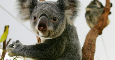 L’Australie veut multiplier les zones refuges pour sauver les koalas