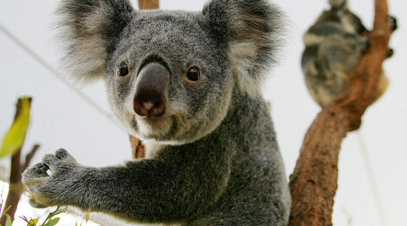 L’Australie veut multiplier les zones refuges pour sauver les koalas