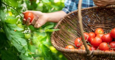 La 27ème édition du Festival de la Tomate et des Saveurs au Château de la Bourdaisière en Indre-et-Loire - ici