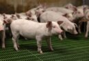 La Chine va imposer des droits de douane provisoires de 20 % sur le porc européen