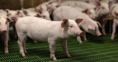 La Chine va imposer des droits de douane provisoires de 20 % sur le porc européen