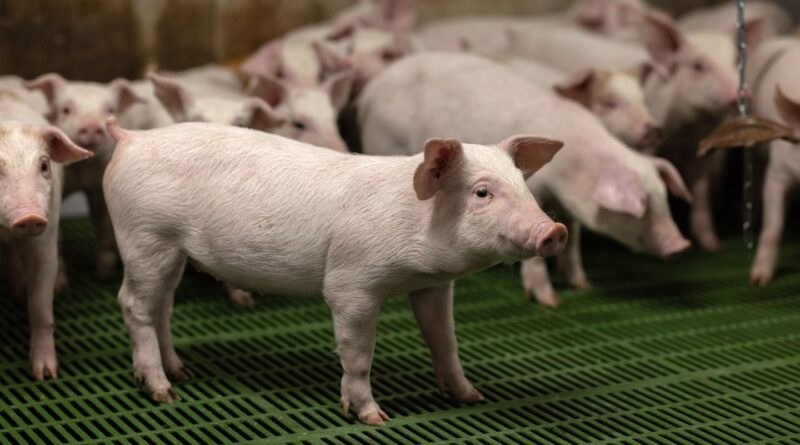 La Chine va imposer des droits de douane provisoires de 20 % sur le porc européen