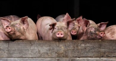 La Chine va imposer des droits de douane provisoires sur les porcs en provenance de l'Union européenne