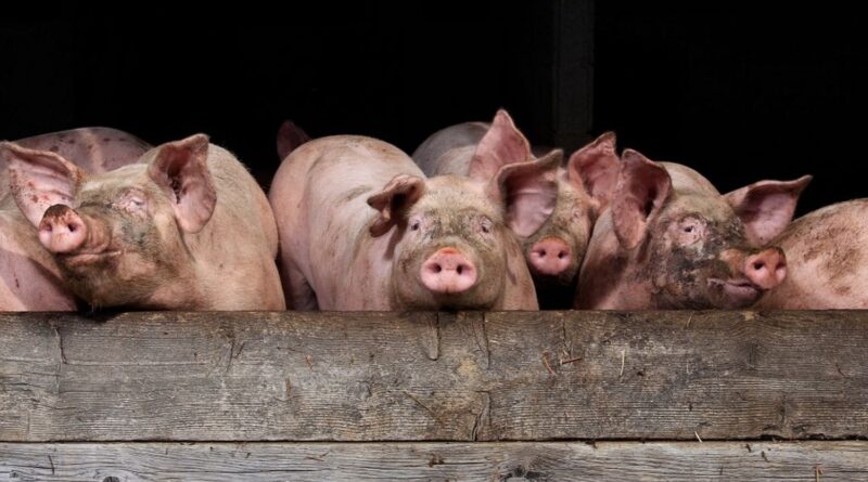 La Chine va imposer des droits de douane provisoires sur les porcs en provenance de l'Union européenne