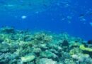 La Palme Ifrecor, un prix qui récompense les actions protégeant les récifs coralliens en Outre-mer