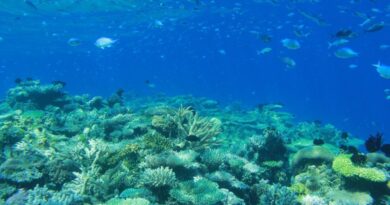 La Palme Ifrecor, un prix qui récompense les actions protégeant les récifs coralliens en Outre-mer