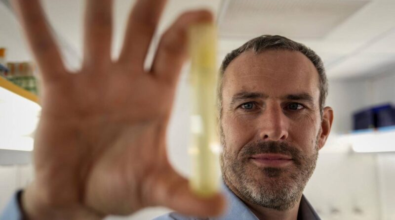 La bactérie «Prochlorococcus», «cheffe d’orchestre» des océans, est menacée par le réchauffement - Le Temps