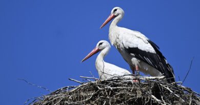 La cigogne blanche retrouve le ciel normand après avoir frôlé l'extinction - L'Humanité