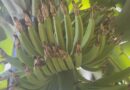 La filière banane de Guadeloupe perd 500 000 euros par an au profit de la diversification agricole en Martinique