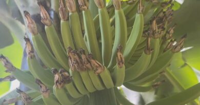 La filière banane de Guadeloupe perd 500 000 euros par an au profit de la diversification agricole en Martinique