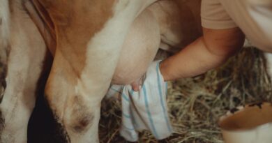 La filière laitière fortement touchée par les maladies animales