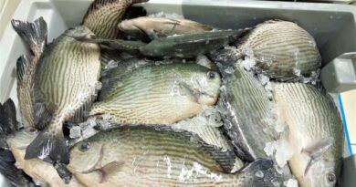 La pêche aux picots rayés et aux huîtres interdite
