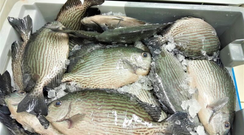 La pêche aux picots rayés et aux huîtres interdite