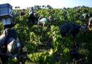 La production de vin en 2025 devrait être légèrement supérieure à celle de 2024