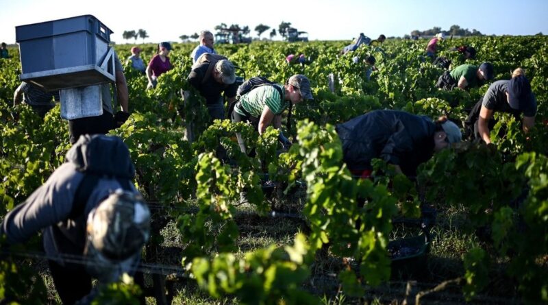 La production de vin en 2025 devrait être légèrement supérieure à celle de 2024