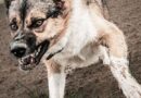 La visite chez une amie tourne au cauchemar : attaquée par un chien à la tête, au cou et sur tout le corps, une jeune fille de 17 ans meurt