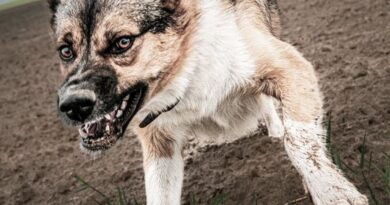 La visite chez une amie tourne au cauchemar : attaquée par un chien à la tête, au cou et sur tout le corps, une jeune fille de 17 ans meurt