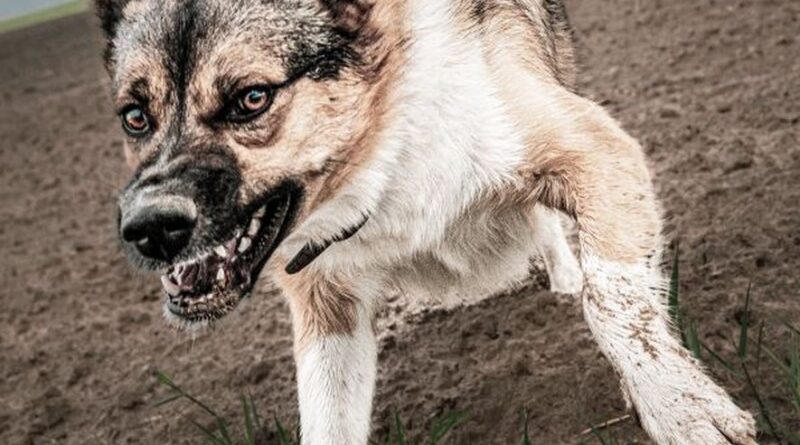 La visite chez une amie tourne au cauchemar : attaquée par un chien à la tête, au cou et sur tout le corps, une jeune fille de 17 ans meurt