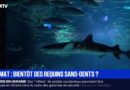 L'acidification des océans, provoquée par l’excès de CO2, fragilise la dentition des requins, selon une étude allemande