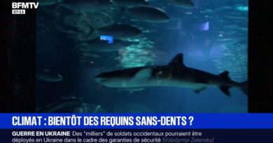 L'acidification des océans, provoquée par l’excès de CO2, fragilise la dentition des requins, selon une étude allemande
