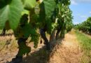 Landes : l’armagnac se met « en scène » à Mont-de-Marsan