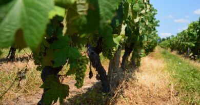 Landes : l’armagnac se met « en scène » à Mont-de-Marsan