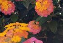 Lantana camara-om kolthoum