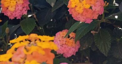 Lantana camara-om kolthoum