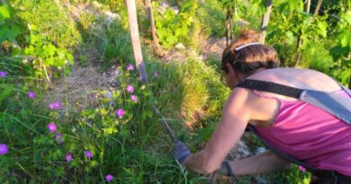 L’association Terrasses des Collines recherche des bénévoles