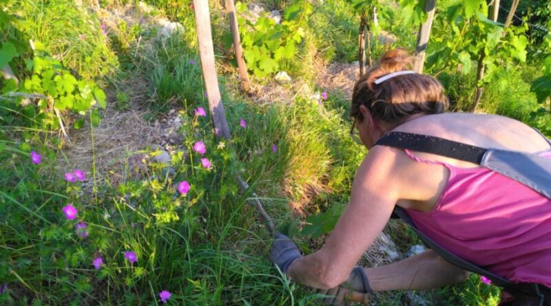 L’association Terrasses des Collines recherche des bénévoles