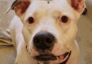 Layka, abandonnée par sa maîtresse, elle recherche une nouvelle famille. Elle vous attend au refuge de l'Arbois à Aix - ici