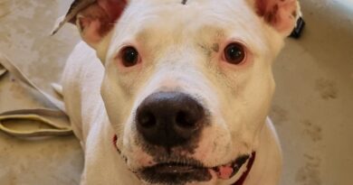 Layka, abandonnée par sa maîtresse, elle recherche une nouvelle famille. Elle vous attend au refuge de l'Arbois à Aix - ici