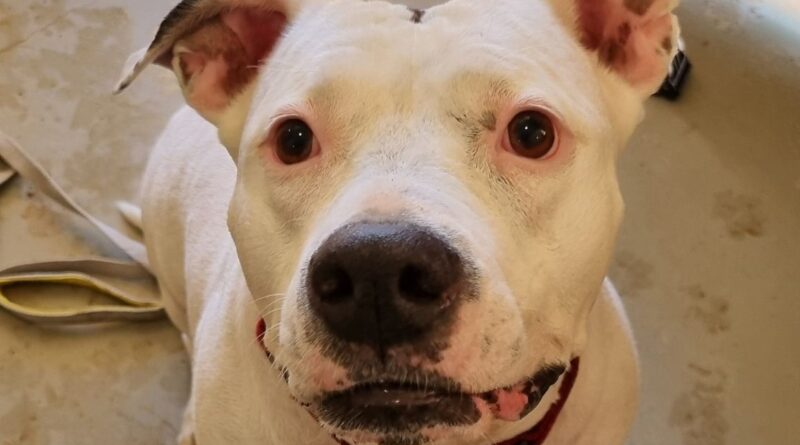 Layka, abandonnée par sa maîtresse, elle recherche une nouvelle famille. Elle vous attend au refuge de l'Arbois à Aix - ici