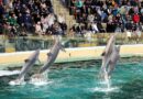 Le ZooParc de Beauval, une solution pour les douze dauphins de Marineland ?