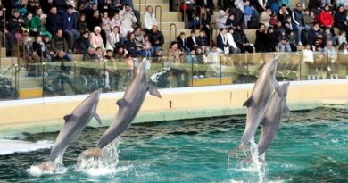 Le ZooParc de Beauval, une solution pour les douze dauphins de Marineland ?
