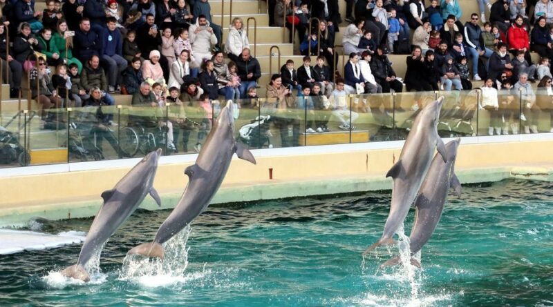 Le ZooParc de Beauval, une solution pour les douze dauphins de Marineland ?
