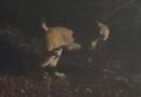 Le canton de Neuchâtel a dû se résoudre à abattre "Diego" le lynx