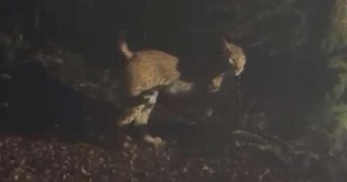 Le canton de Neuchâtel a dû se résoudre à abattre "Diego" le lynx 