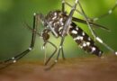 "Le foyer le plus important jamais vu": un nombre record de cas autochtones de chikungunya dans les Alpes-Maritimes