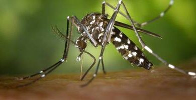 "Le foyer le plus important jamais vu": un nombre record de cas autochtones de chikungunya dans les Alpes-Maritimes