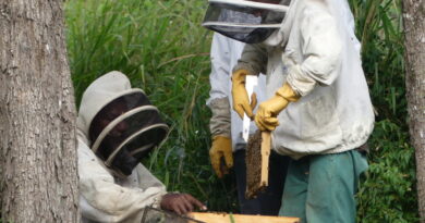 L’ensemble des ruches du pays doivent désormais être déclarées