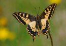Les ailes du désir, papillons de Bretagne - ArMen - La Bretagne culture société