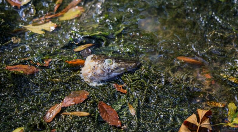 « Les animaux sauvages sont les victimes de dizaines d’années d’incurie face aux alertes des climatologues »