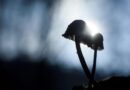 Les champignons de l'apocalypse: la réalité rattrape-t-elle la fiction?