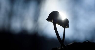 Les champignons de l'apocalypse: la réalité rattrape-t-elle la fiction?
