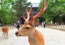 Les daims de Nara de plus en plus nombreux en raison des touristes étrangers