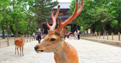 Les daims de Nara de plus en plus nombreux en raison des touristes étrangers