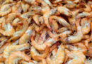 Les insectes d’Innovafeed vont nourrir les crevettes vendues par Auchan