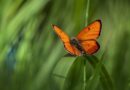 Les institutionnels sélectionnent Starquest-Montefiore pour gérer le fonds non coté Objectif Biodiversité