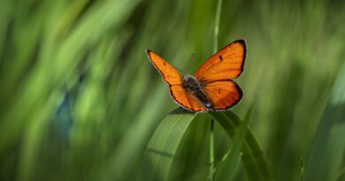 Les institutionnels sélectionnent Starquest-Montefiore pour gérer le fonds non coté Objectif Biodiversité